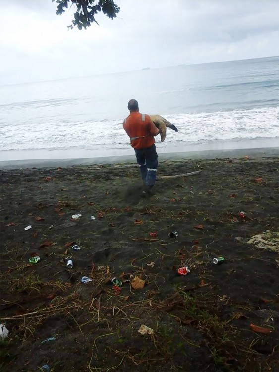 devuelve a tortuga al mar