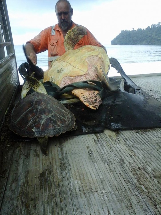 rescata a tortuga del mercado negro