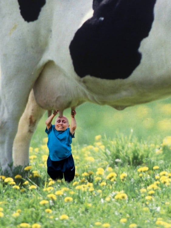 Photoshop Vern Troyer, vaca