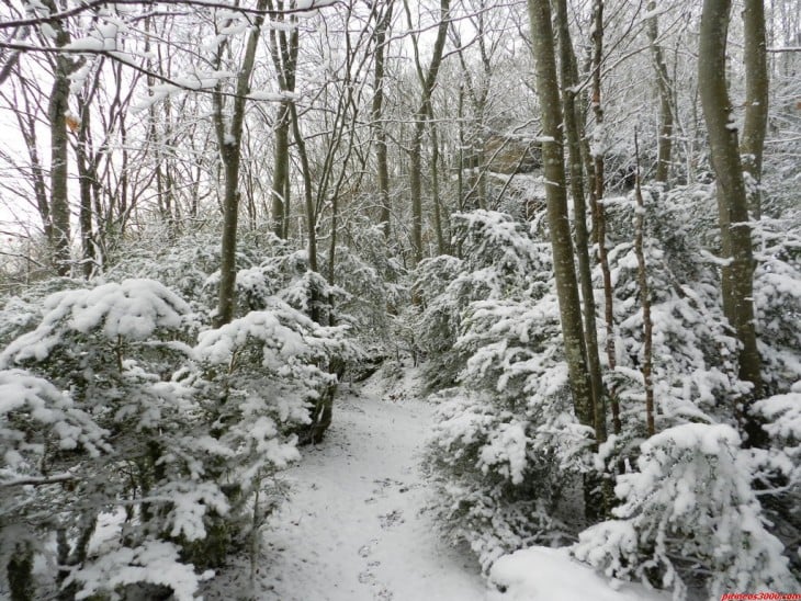 Bosque congelado