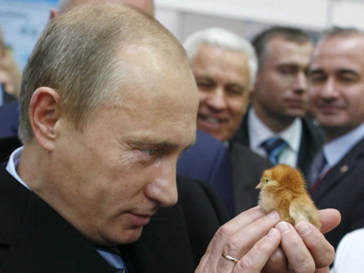 Putin sostiene un pollito