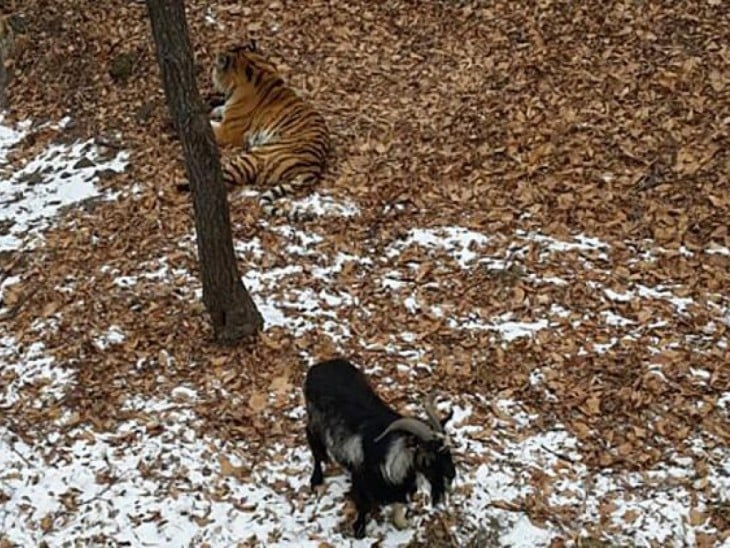 Tigre y cabra conviven en la misma jaula