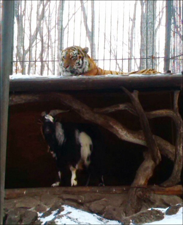 Tigre en el techo, mientras cabra ocupa su cama