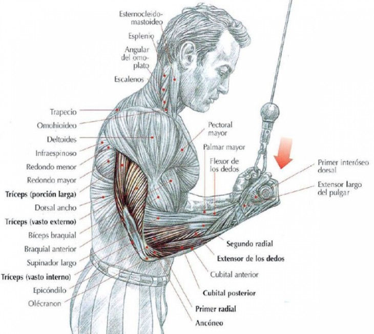 Esquema de los tríceps al hacer ejercicio