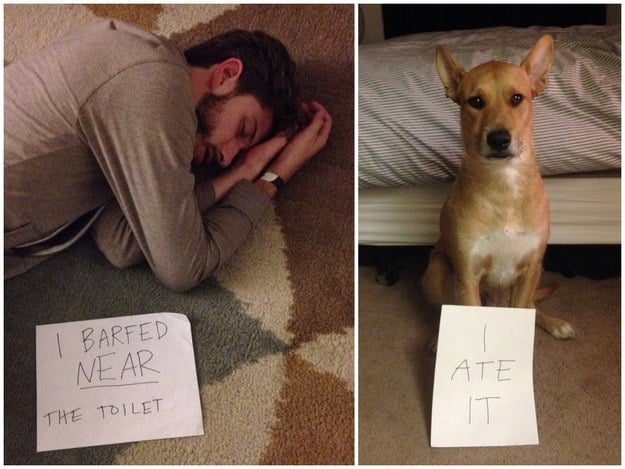 borracho fail perro nota
