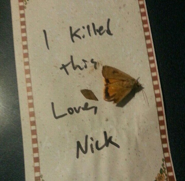 nota, asesiné a mariposa