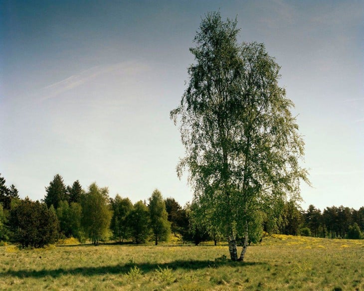 fotografía de un bosque alemán