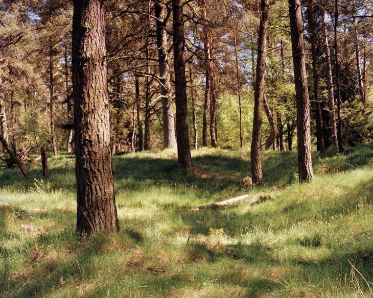 fotografía de un bosque alemán
