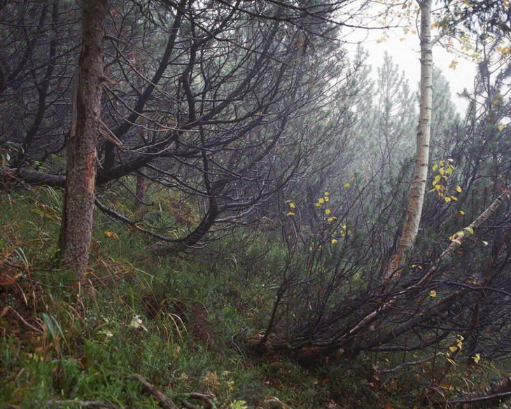 fotografía de un bosque alemán