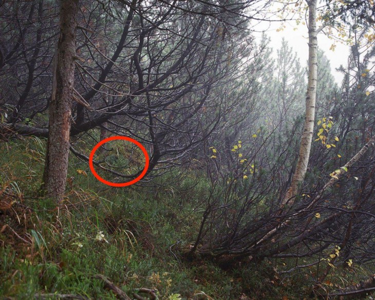 Francotirador escondido en fotografía de un bosque alemán