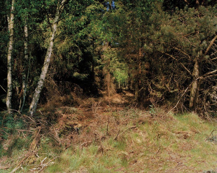 fotografía de un bosque alemán