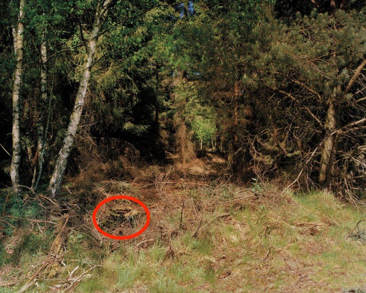 rancotirador escondido en fotografía de un bosque alemán