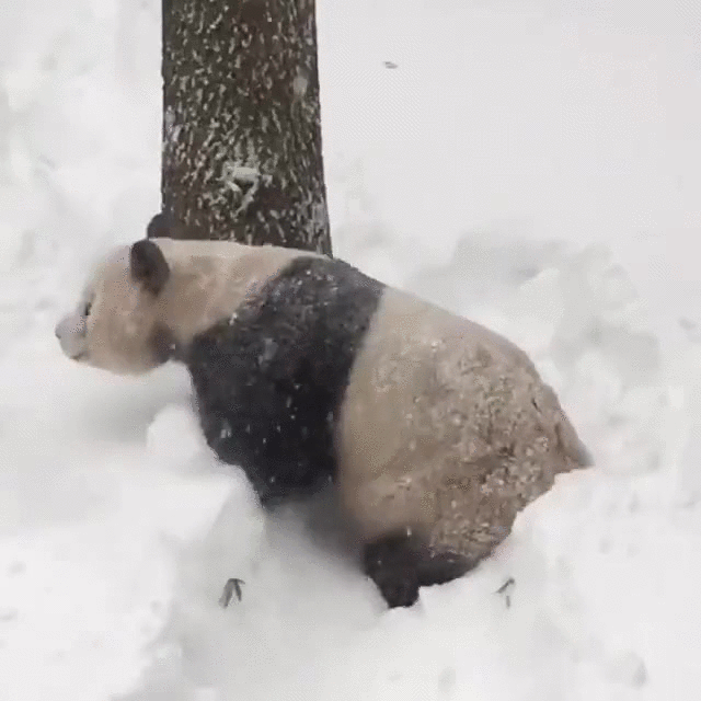 Tian Tian el panda, juega en la nieve