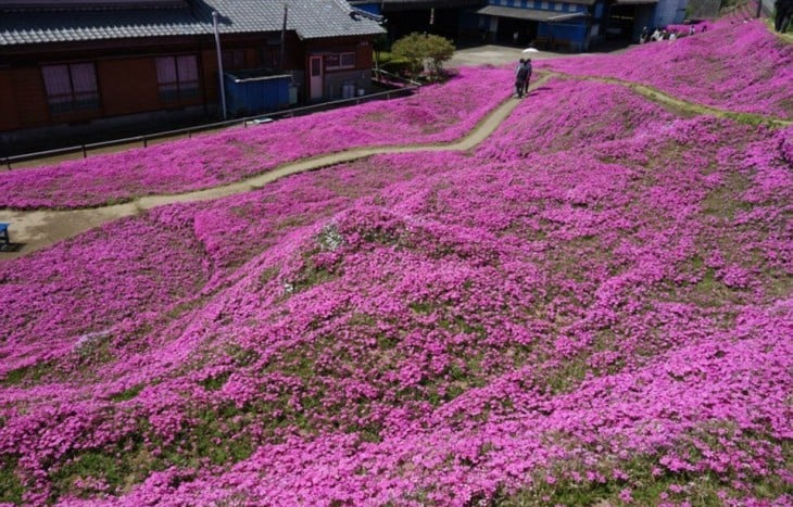 Kuroki flowers