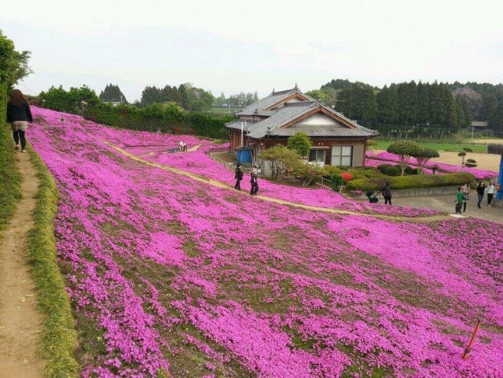 Kuroki flowers