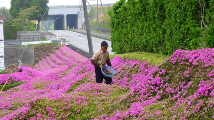 Kuroki flowers