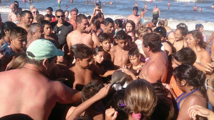 Matan a delfín bebé para tomarse selfie