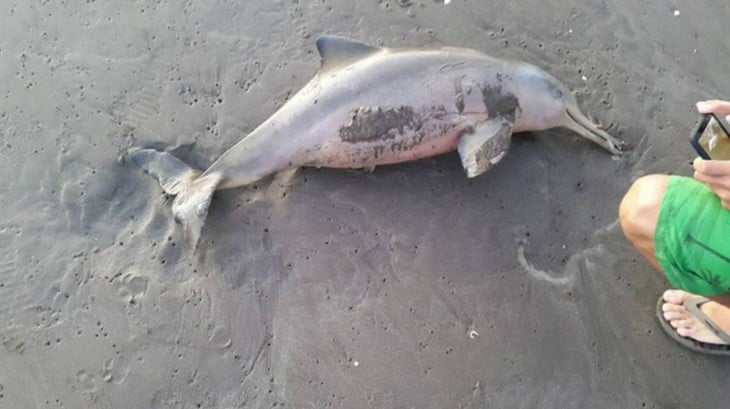 Matan a delfín bebé para tomarse selfie