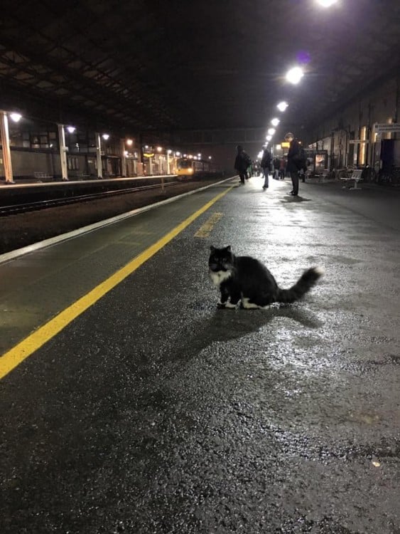 Félix de noche en la estación