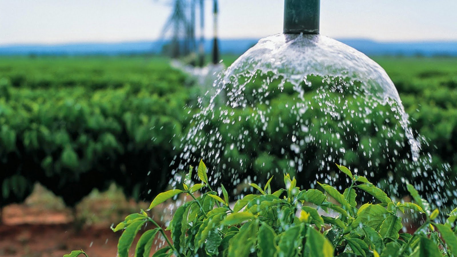 Растительный источник воды. Орошение водой. Вода полив. Вода в сельском хозяйстве. Сельское хозяйство полив.
