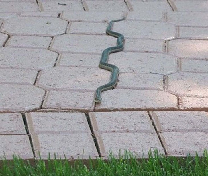 serpiente