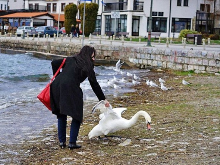 Mujer mata cisne