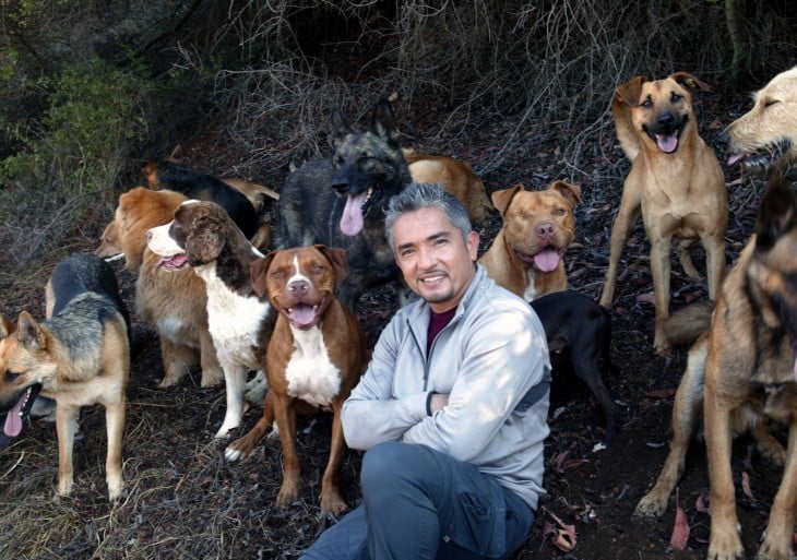 César Millán con muchos perros