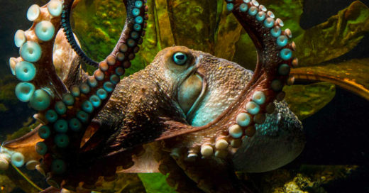 Él es Inky, el pulpo rebelde que escapó del acuario ¡y regresó al Océano!