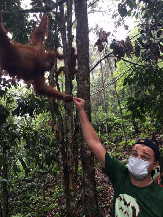 DiCaprio de activista en Sumatra