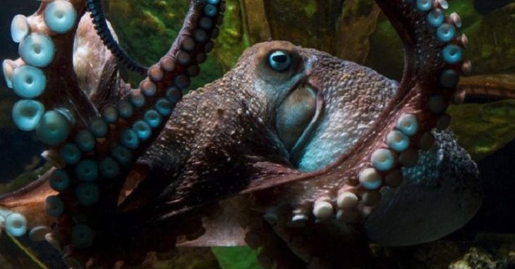 Inky el pulpo,. escapó del acuario