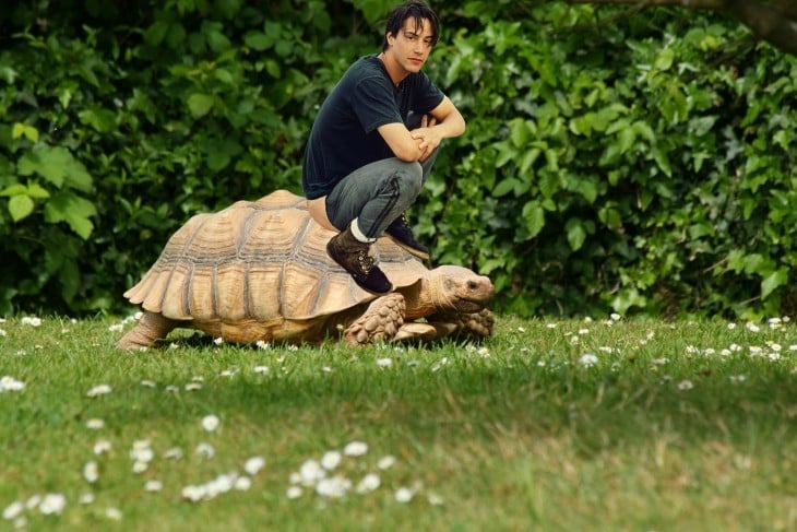 photoshop keanu tortuga