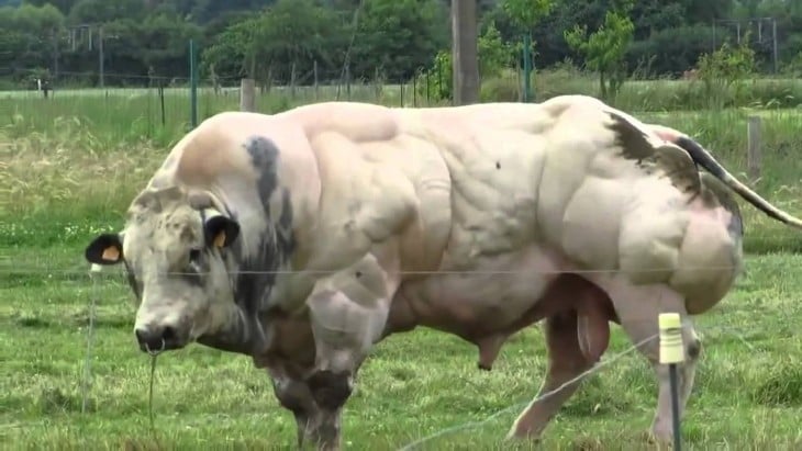 Raza Belgian Blue de vacas 