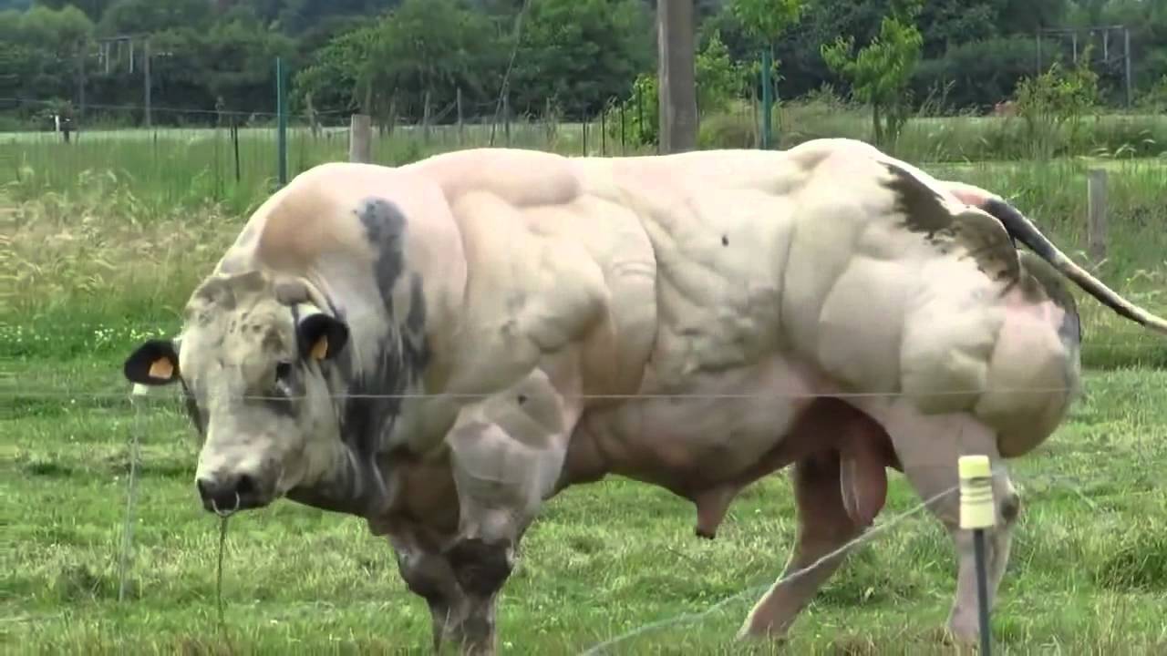 Image result for vacas musculadas