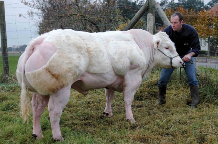 Raza Belgian Blue de vacas 