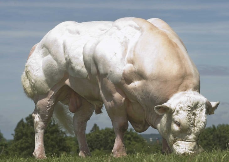 Raza Belgian Blue de vacas 