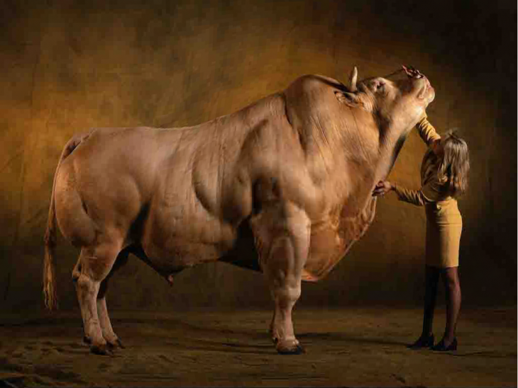 Raza Belgian Blue de vacas 