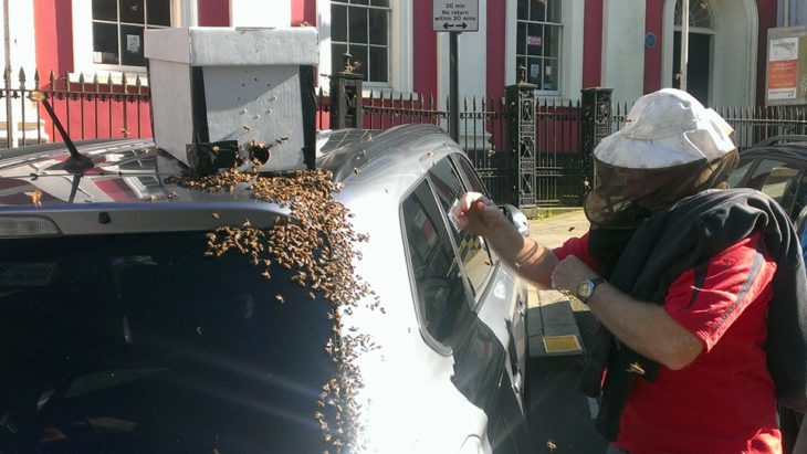 Hombre quita abejas de camioneta