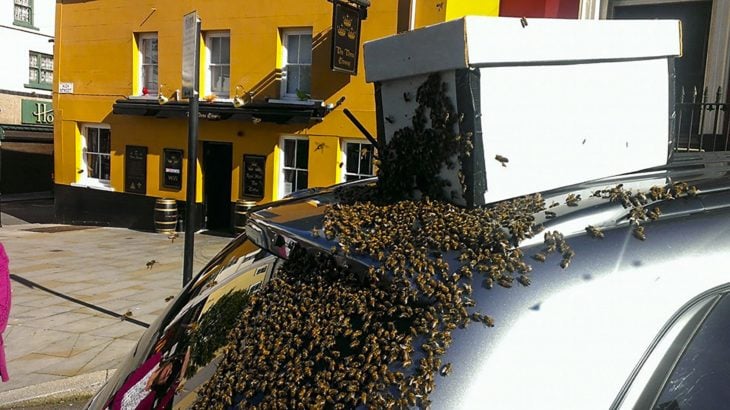 Abejas en camioneta