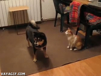 gif ataque de gato a perro