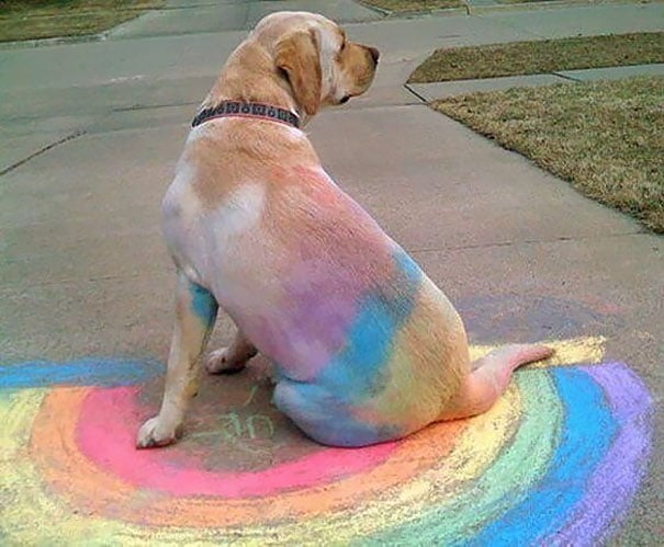 perra con colores