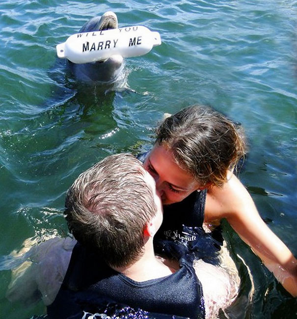 delfín propuesta de matrimonio