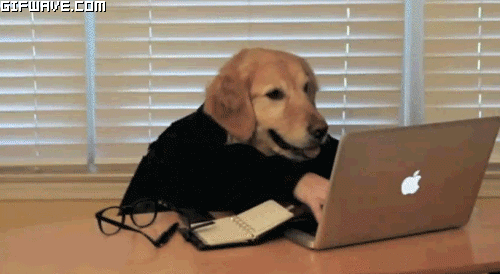 gif perro con ropa usando computadora
