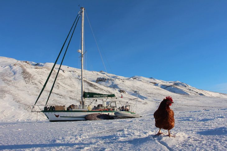 gallina en hielo y barco