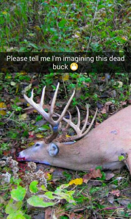 snapchat Por favor díganme que estoy imaginando a este ciervo muerto