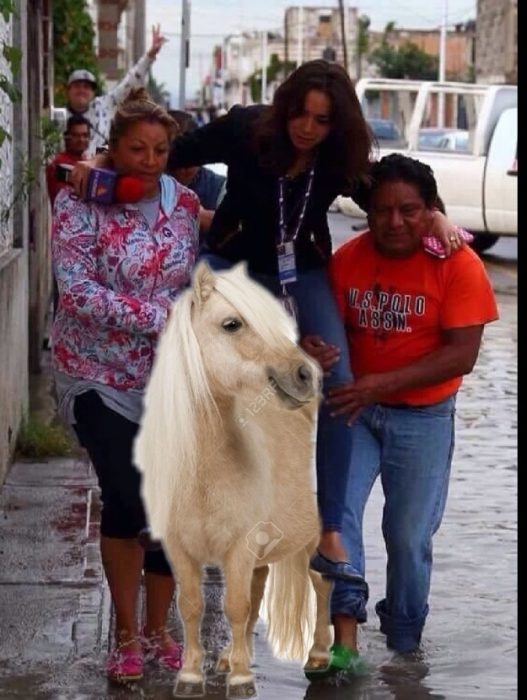 meme Lady reportera, en pony