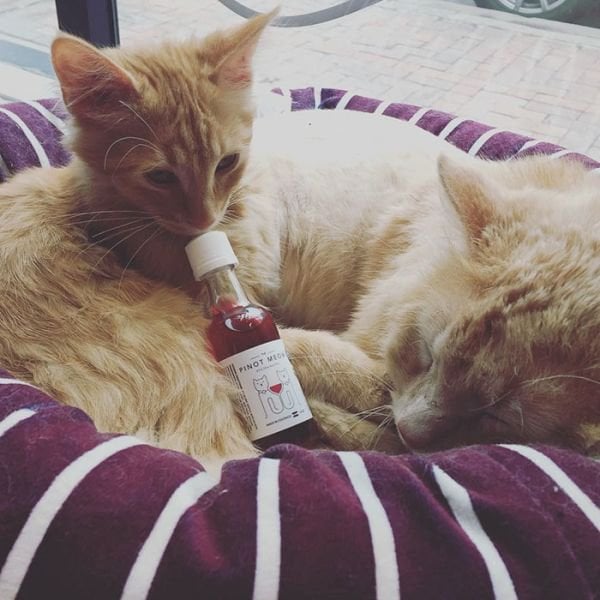 gato con botella