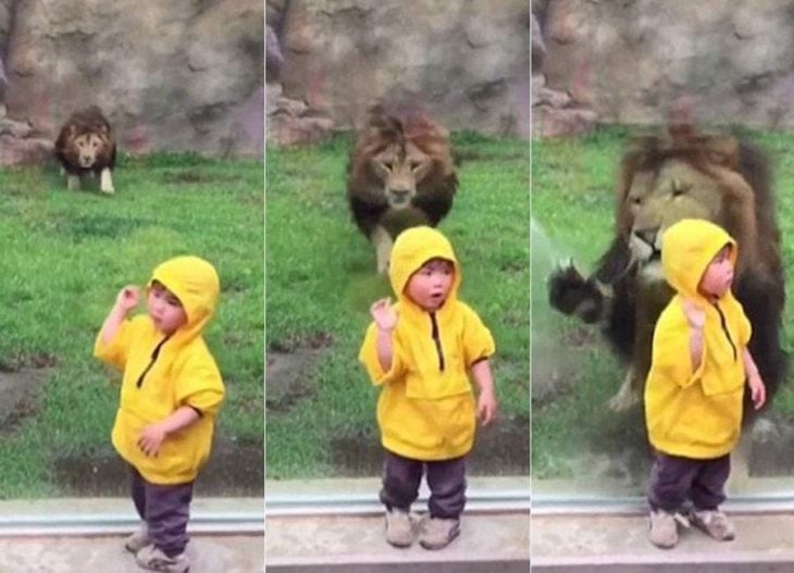 león ataca a niño