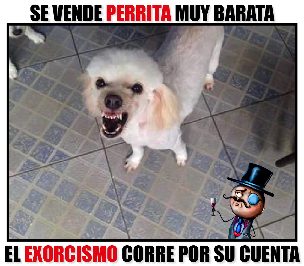 Perra en adopciÃ³n desata memes en Internet por su â€œternuraâ€ 