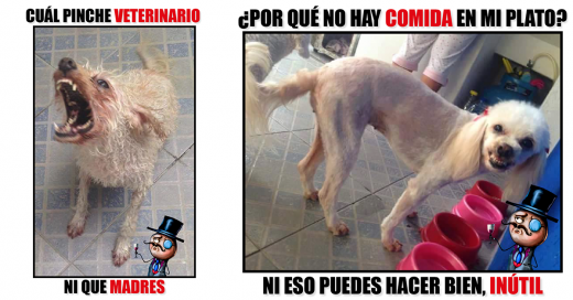 Pone a su "Adorable perrita" en adopción y desatan Memes por sus expresiones poco "adorables"