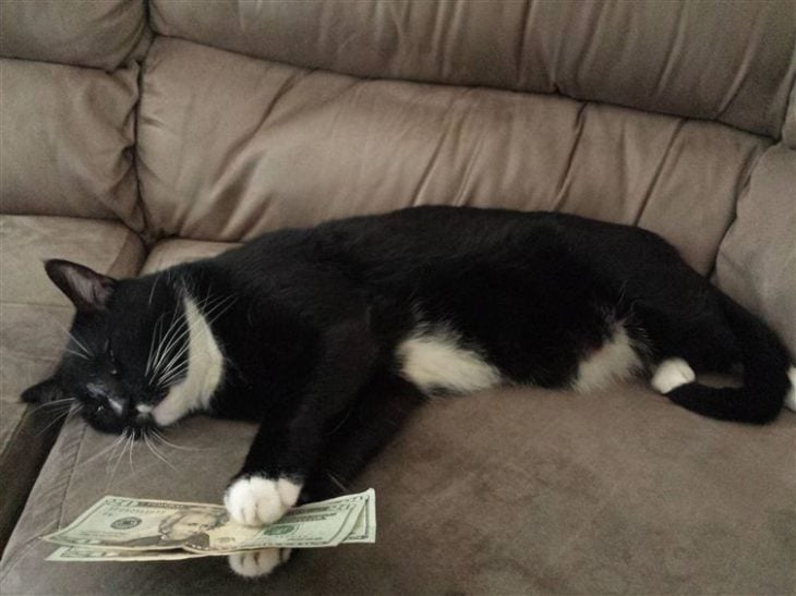 gato con dinero